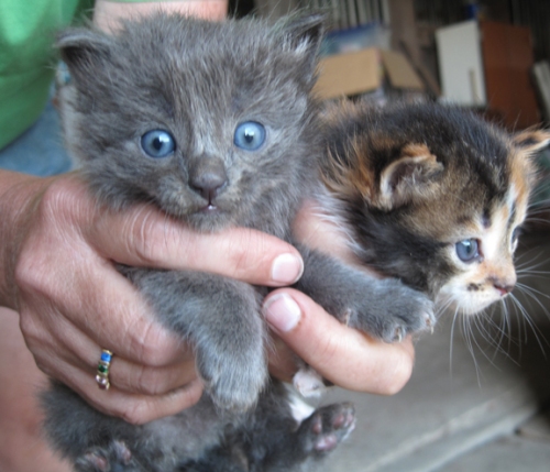 kitties