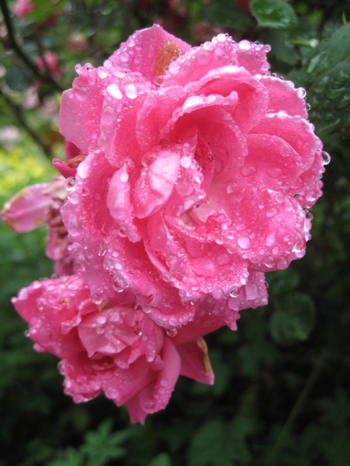 raindrop_roses